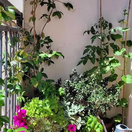Vista Su Giardini Storici In Oltrarno Apartament Florencja