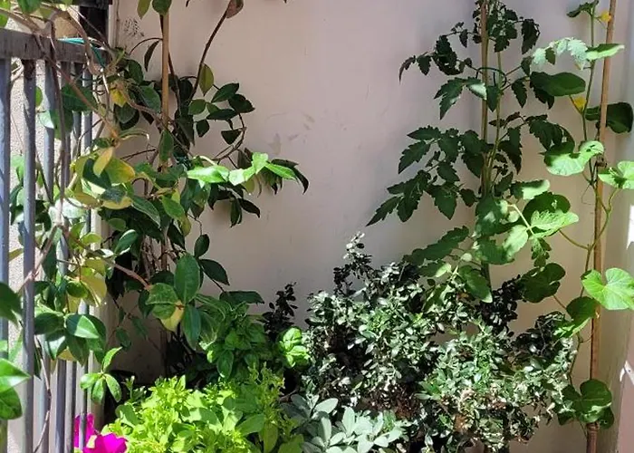 Vista Su Giardini Storici In Oltrarno 公寓 佛罗伦萨